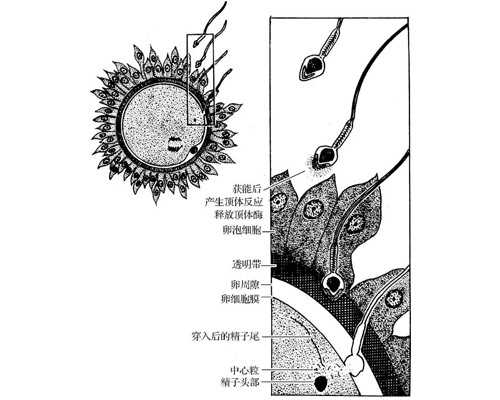 代孕医院排名表,广州做试管婴儿大概需要多少钱,附价格明细一览