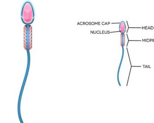哪里能找到代孕妈妈,多囊卵巢吃黑豆有用吗！多囊吃黑豆能促卵泡生长吗！