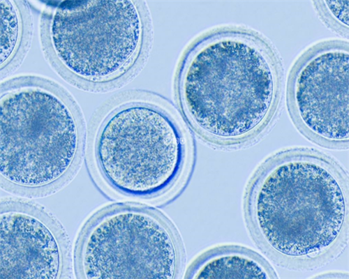 2026南京市三代试管供卵能选生孩子吗多少钱？